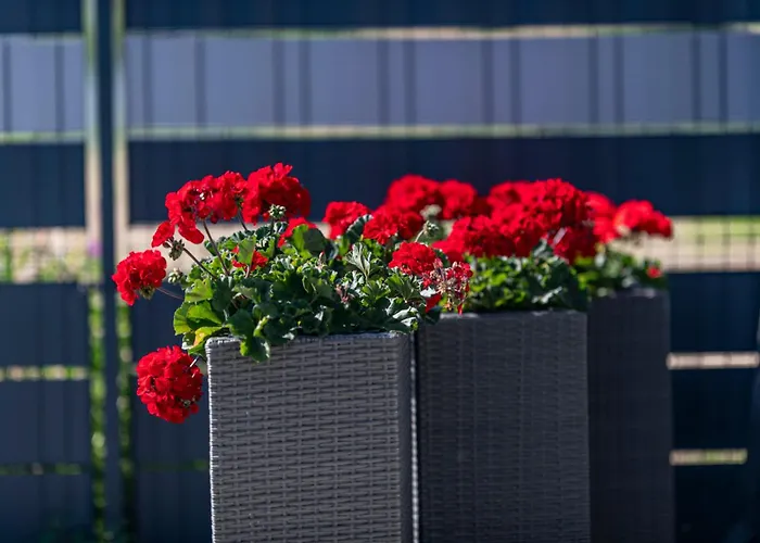 Kotwisko Feriehus Sarbinowo